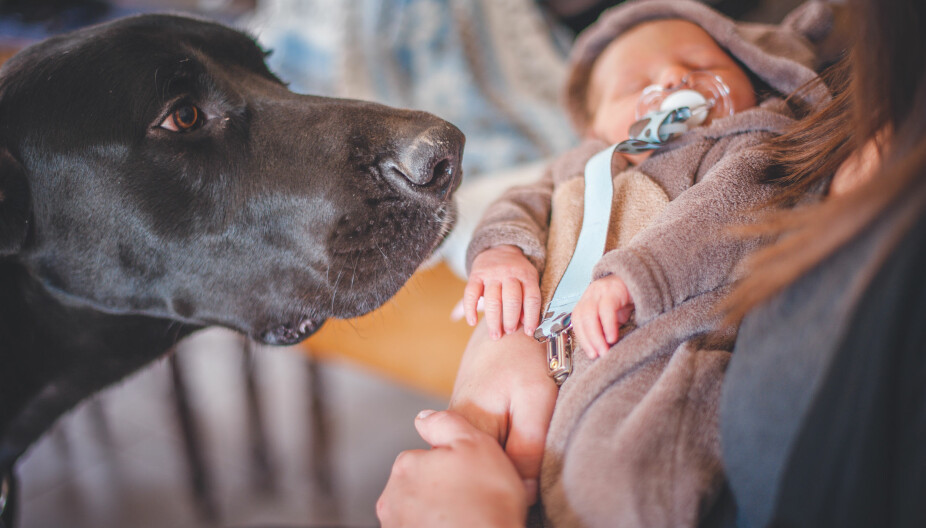 FØRSTE MØTE: Det er viktig å la hunden og den nyfødte babyen møtes i trygge former.
