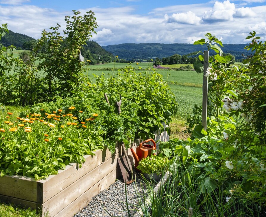 FRODIG: I disse idylliske omgivelsene dyrkes det både bær, blomster, grønnsaker og urter i selvbygde kasser. Hageeier er opptatt av at hagen ikke bare skal være til pryd, men også til nytte.