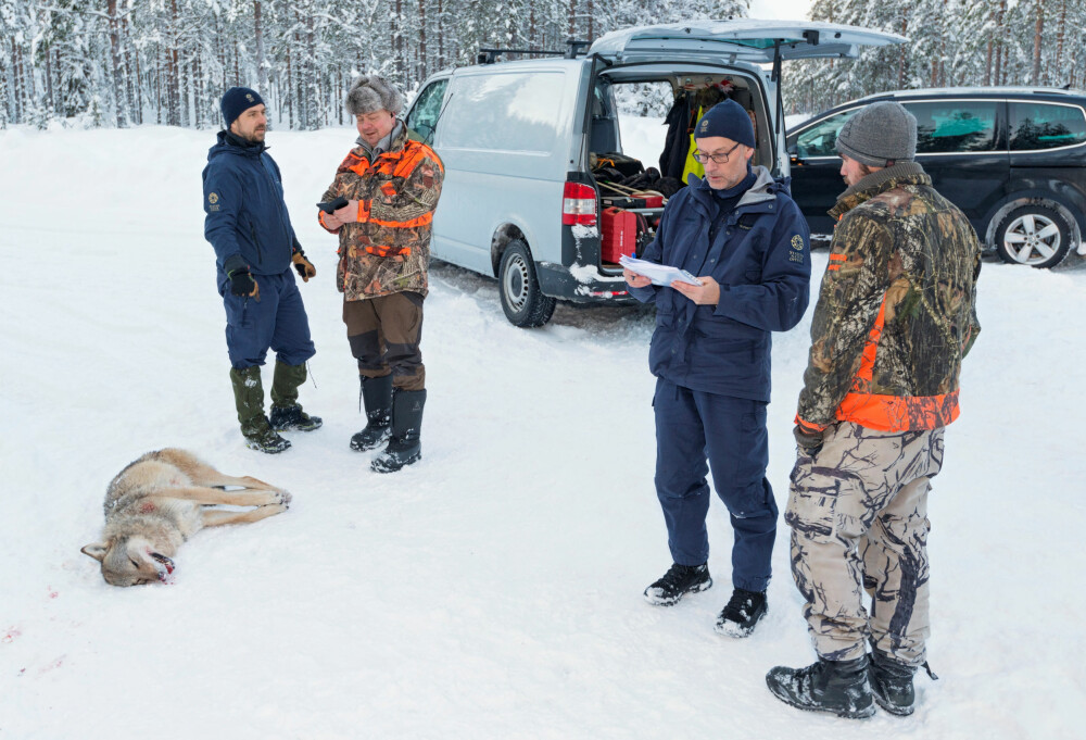 <b>VELORGANISERT:</b> Ulvetispen fra Julussaflokken ble skutt i Evenstadlia i Stor-Elvdal etter fem dagers jakt i 2018, og Statens Naturoppsyn kom for å foreta regulær kontroll av den skutte ulven samt forholdene rundt jakta. Kontrollen ble foretatt av rådgiver Espen Marker (til venstre) og senior­rådgiver Jan Huseklepp Wilberg (nr. to fra høyre). Jaktleder Arne Sveen (nr. to fra venstre) og jegeren som skjøt ulven var også til stede.