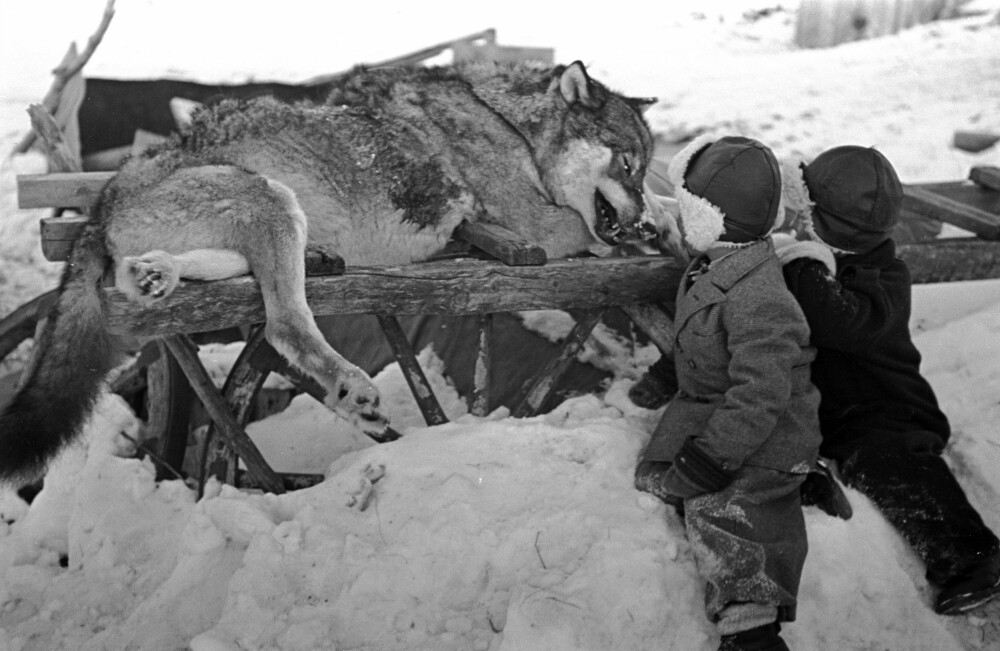 <b>FASCINASJON:</b> To barn betrakter en ulv skutt i Finnmark i 1949. Ulv gjorde store innhugg på reinbeitene dette året.