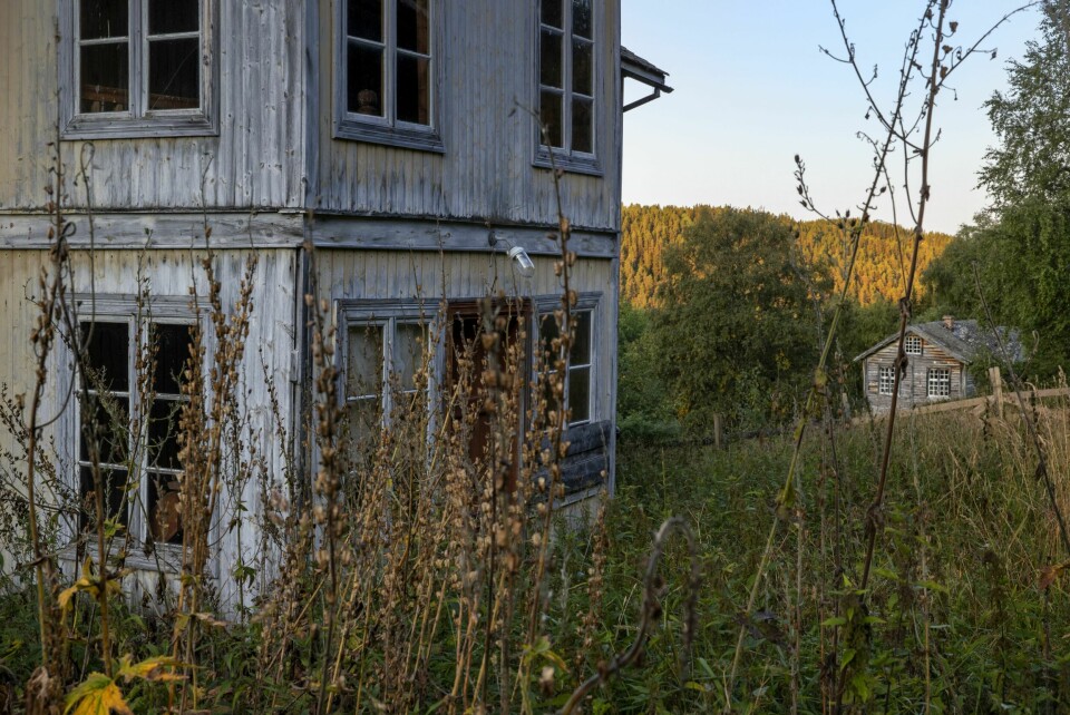 NORSK JUNGEL: Det gror bra i den fraflytta bygda. Naturen jobber intenst med å kreve tilbake sitt hegemoni.