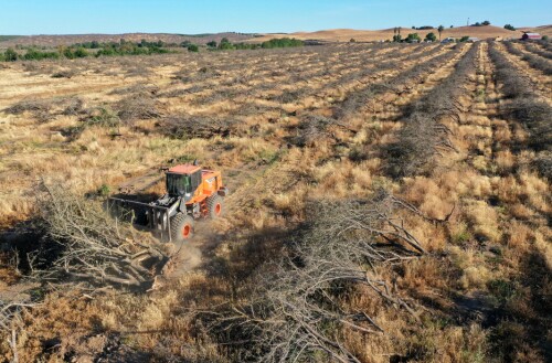 <b>FJERNER FRUKTTRÆR:</b> En gårdsarbeider i Snelling, California fjerner rekker av mandeltrær som tørken har tatt knekken på og som måtte hogges ned.  