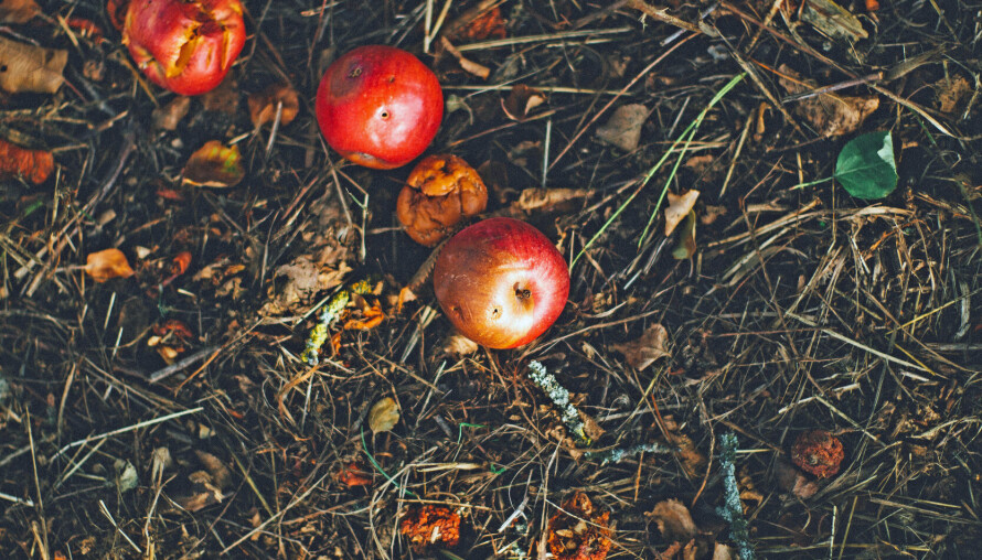 SMASKENS: Mus og rotter liker seg i kompostbinger, både som matforråd og som oppvarmet bolig om vinteren.