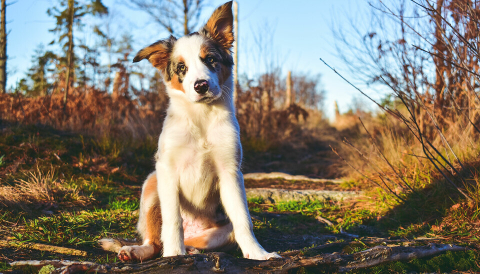BORDER COLLIE: Da ekteparet skulle få sen ny hund falt valget på Border Collien Iris. Fremtiden med henne bar preg av større utfordringer enn ventet. Hun var veldig stresset og det hendte at hun kunne utagere.