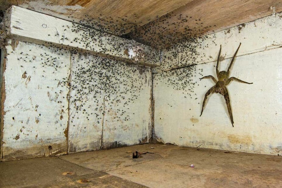 <b>PRISVINNENDE BILDE: </b>Fotograf Gil Wizen fant en av verdens mest giftige edderkopper - en brasiliansk vandrende edderkopp under sengen sin. Før han på forsiktig vis flyttet den utendørs, fanget han dette blinkskuddet. Bildet ble kåret til årets bilde innenfor kategorien «urban wildlife».