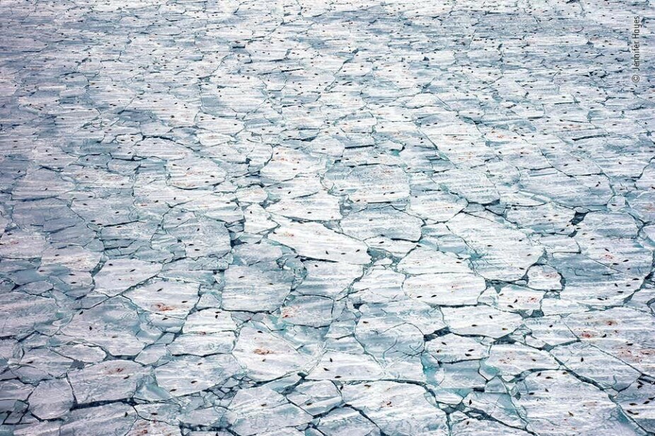 FØDSELSBONANZA: Et helikopterbilde tatt av amerikanske Jennifer Hayes viser et stort antall grønlandsseler. De har alle født selunger på isflakene, derav de mange røde blodflekkene. Klimaendringer er en stor trussel for grønlandsselen, som er helt avhengig av havisen. Forsvinner havisen, har grønlandsselen ingen steder til å føde ungene sine, og da vil bestandene synke fort, skriver WWF. Bildet