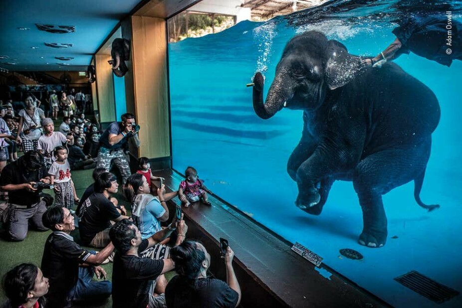 ELEFANTEN I ROMMET: Vinneren i klassen fotojournalistikk ble dette blinkskuddet av en elefant under vann, tatt av australske Adam Oswell.