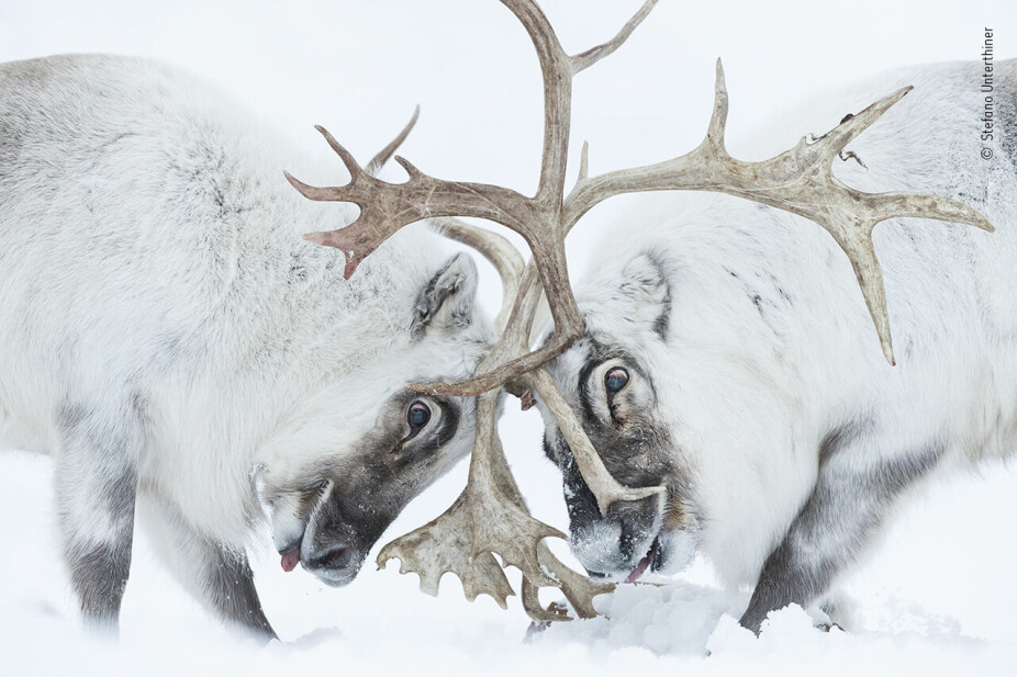 SVALBARD: Italienske Stefano Unterthiner gikk til topps i klassen "oppførsel, pattedyr" med dette bildet av to reinsdyr i kamp på Svalbard.