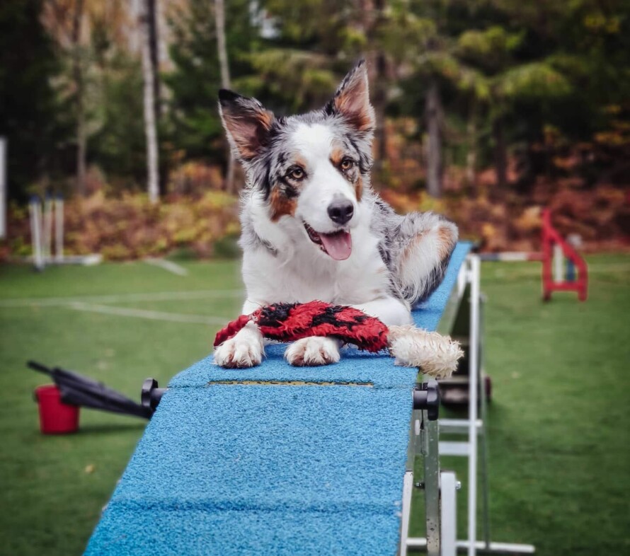 AGILITY: Målet til Line var å ha en hund hun kunne konkurrere i agility med. En atferdsspesialist mente at det ikke var mulig på grunn av Iris sitt høye stress nivå. I dag konkurrerer Iris i agility. Matmor og matfar er veldig stolt av det hun har fått til.