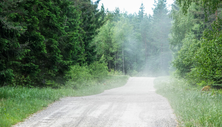 Dusty gravel / dirt road in the woods. Sweden