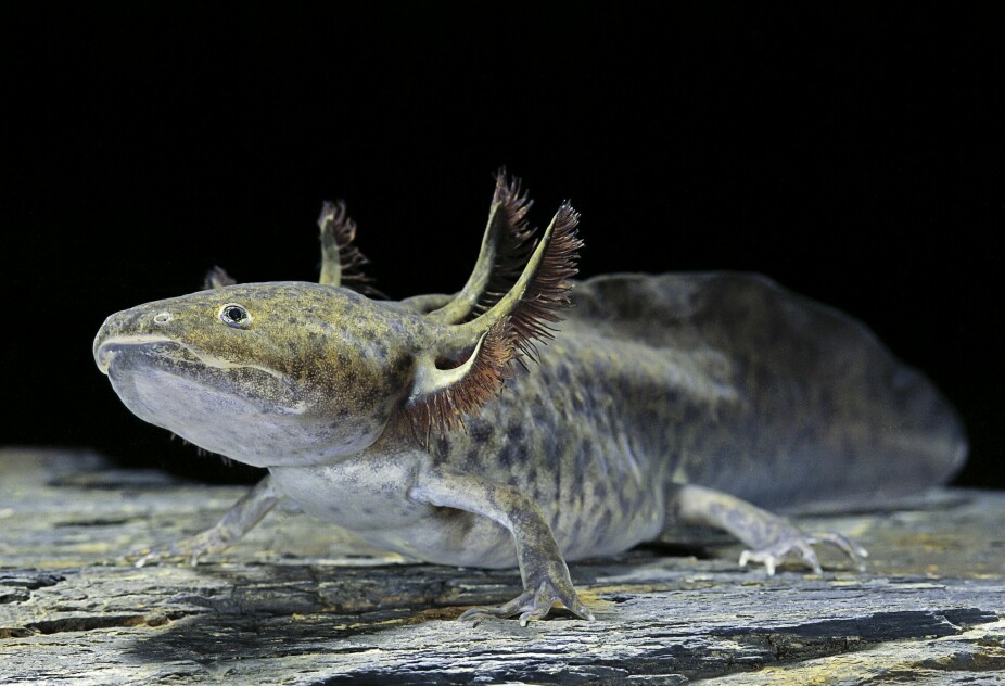 URGAMMEL: Axolotlen finnes bare ett sted på kloden.