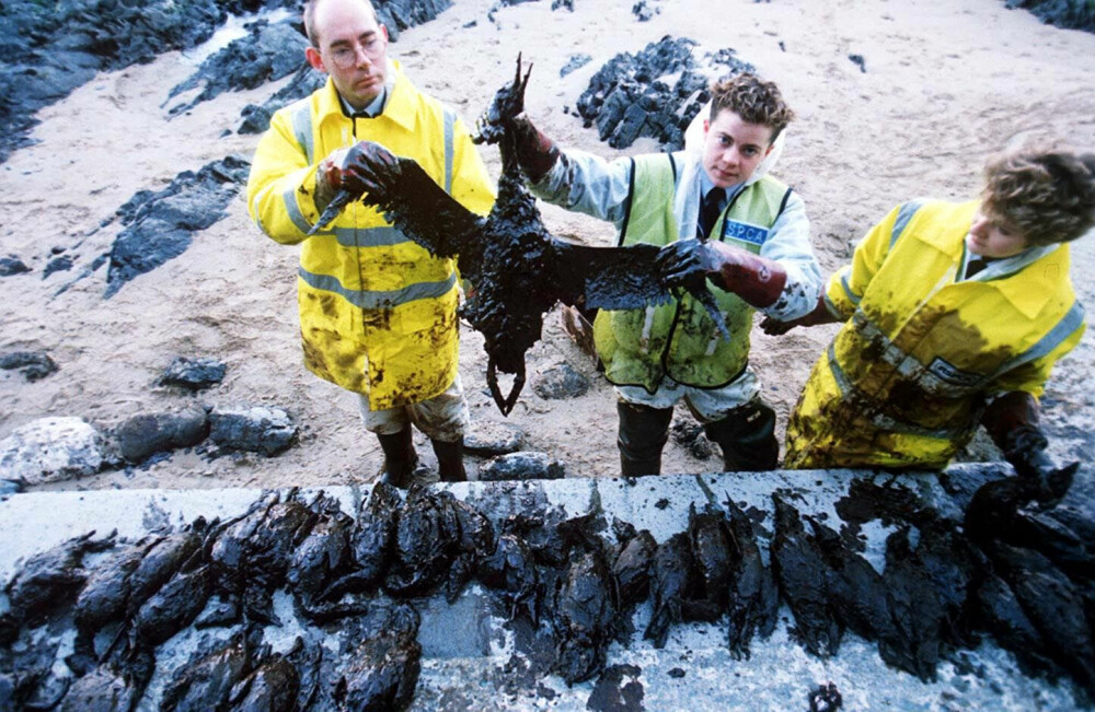 <b>MILJØKATASTROFE:</b> Oljeutslippet hadde en katastrofal effekt på marine- og fuglelivet.  