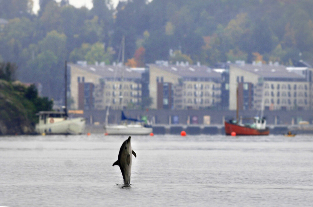 <b>LEKEN:</b> En delfin leker i vannet utenfor Lysaker i Oslofjorden.