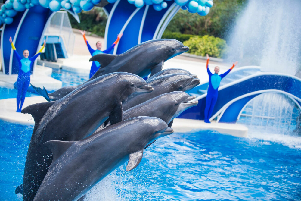 <b>LEK­NE:</b> Del­fi­nen er en le­ken art og man­ge av oss har nok sett tren­te del­fi­ner, som her i Seaworld i Orlando. 