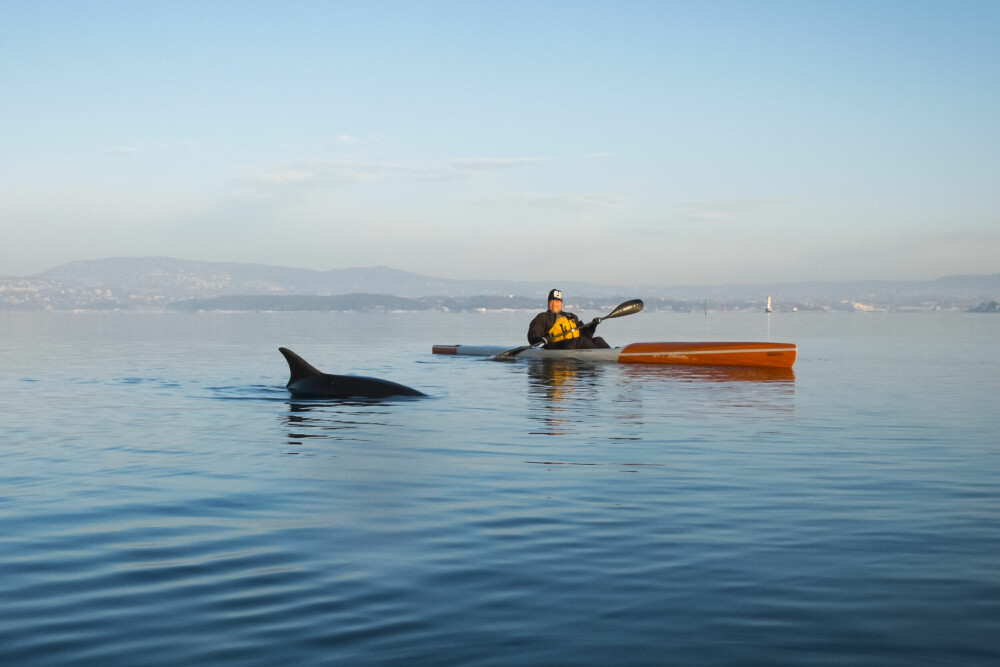 <b>SJELDEN GJEST:</b> Kajakkpadler Ivar Lyngve ble fulgt av en leken og veldig sosial delfin av arten tumler under en padletur i Oslofjorden nyttårsaften 2014. 
