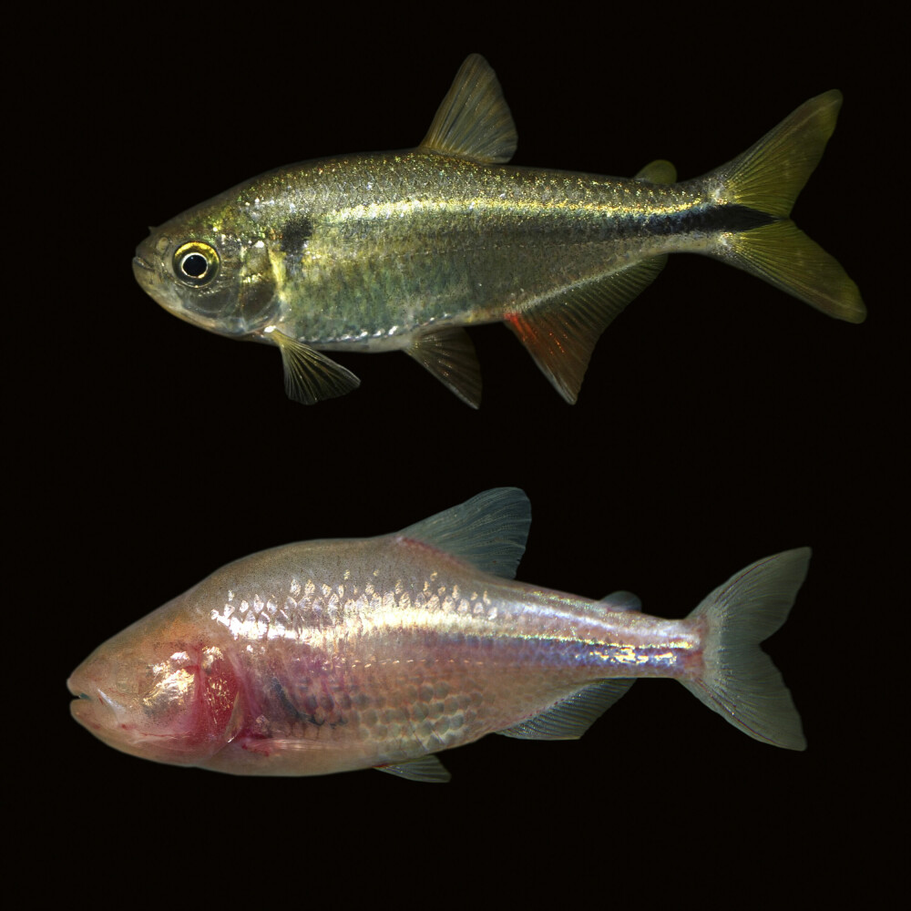 <b>SAMME FISK:</b> Dette er samme fiskeart – den nederste har mistet øynene etter tusenvis av års huleliv i Mexico. Den øverste utgaven lever fritt i havet.