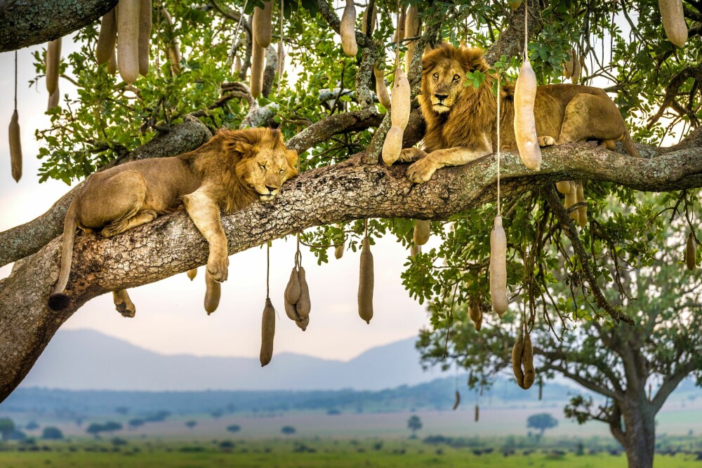 <b>KLATREKATT:</b> Nasjonal­parken Kidepo Valley er blant de få stedene i verden der man kan se løver i trærne.  