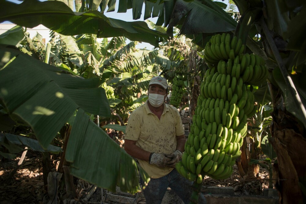 <b>FORTVILET:</b> Bananbonde Pedro Antonio Sanchez (69) må tørke aske av bananene sine for å kunne ha håp om å få solgt avlingen sin. Nå truer også tørke etter at lavastrømmen har tatt vannrør på øya.