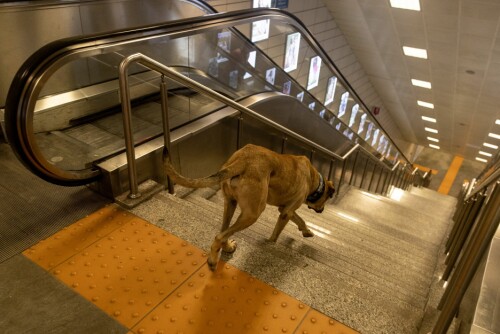 <b>PÅ VEI TIL T-BANESTASJONEN:</b> Boji går med bestemte skritt ned trappen til en T-banestasjon i Istanbul sentrum for å reise til en annen bydel. Senere på dagen tar han banen tilbake og stiger av på samme stasjon som turen startet. 