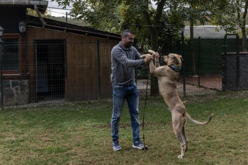 <b>EGEN TRENER:</b> Hundetrener Ali Yesilirmak gjør diverse øvelser med Boji for å sjekke hundens mentale helse nå som den er i ferd med å bli en internasjonal kjendis.  