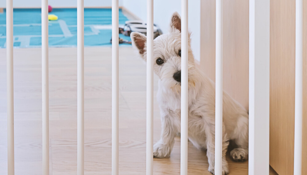 HUND I BUR HJEMME: En hund bør ikke oppholde seg lenge i et bur der den ikke kan skifte liggestiling, sier ekspertene. Da kan det være bedre å sperre av rommet med for eksempel barnegrinder.
