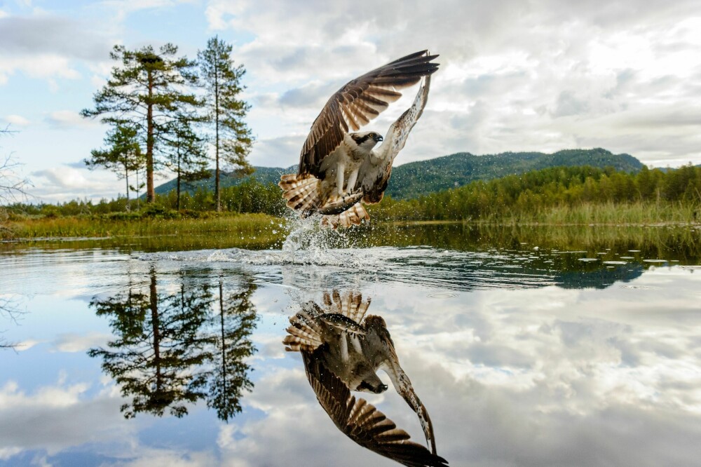 <b>Fiskeørn:</b> Dette bildet sikret Josten Hellevik førstepremien i Nordic Nature Photo Contest.