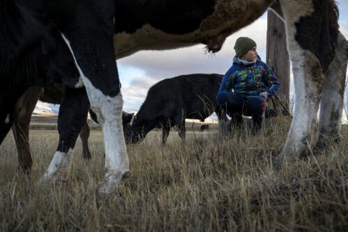 <b>KALD MORGEN:</b> Aslan (12) følger med dyrene til sin onkel Knyaz en iskald morgen i fjellene. De er på vei til dyremarkedet i nabolandsbyen, men beveger seg sakte frem, så dyra kan gresse.
