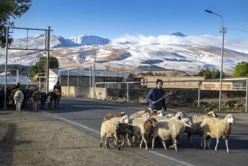 <b>DYR I DRIFT:</b> Knyaz jager dyrene mot dyremarkedet. Han eier 30 sauer og 15 kveg, men håper å selge noen på dyremarkedet. Her er han på vei gjennom landsbyen Alagyaz, med Armenias høyeste fjell, Aragats (4090 m.o.h.), ruvende i bakgrunnen.