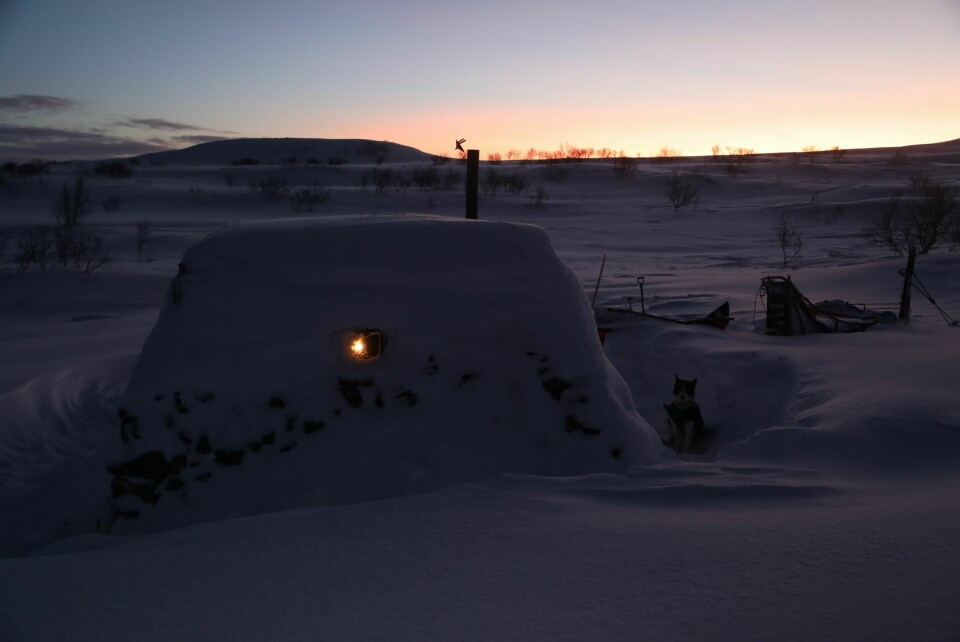 LUNT OG GODT: Gamma er et kjærkomment krypinn i fangstlivet.