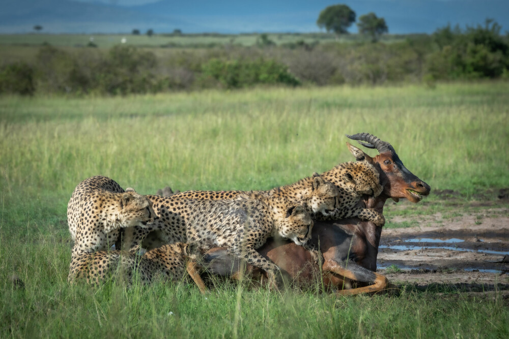 <b>ÉN FOR ALLE:</b> De fem musketerers samarbeid gjør at de kan nærme seg større dyr mer effektivt enn geparder flest.