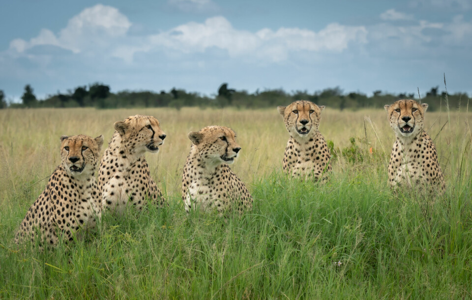 ATTRAKSJON: De fem hanngepardene i nasjonalparken Masai Mara stammer fra to eller tre mødre. Deres enestående samarbeid tiltrekker og fascinerer fotografer fra store deler av verden.