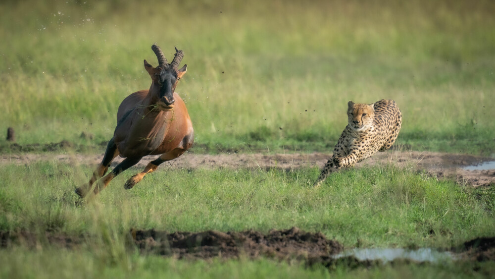 <b>FORSPRANG:</b> Geparden kan ikke holde toppfart over lange strekninger, og må angripe klokt for å sikre middagen.