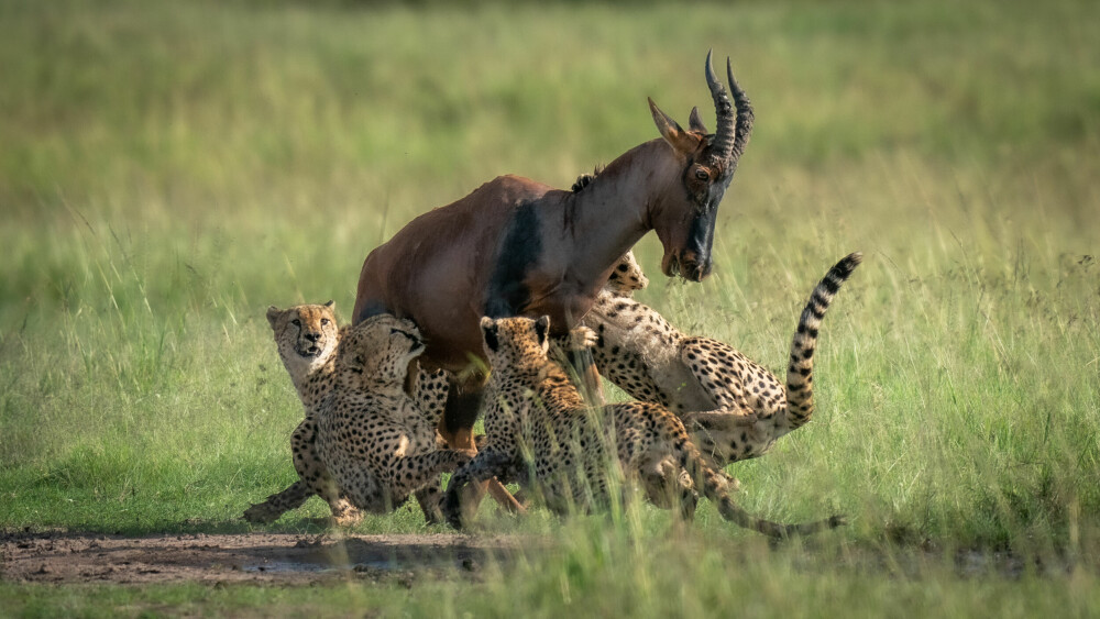 <b>IRRITERENDE MANGE:</b> Antilopen er større og sterkere. Men fem geparder i pelsen kan knekke den beste.