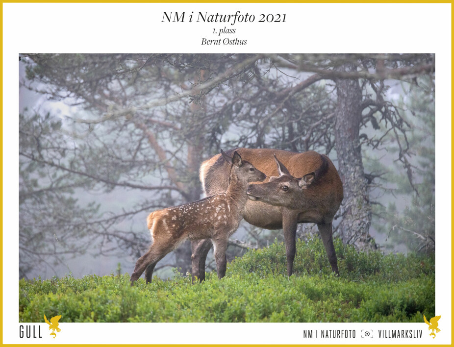 <b>ÅRETS BESTE NATURBILDE 2021: </b>Naturfotograf Bernt Østhus er «Årets Naturfotograf 2021». Bildet ble også kåret til «Årets naturbilde»