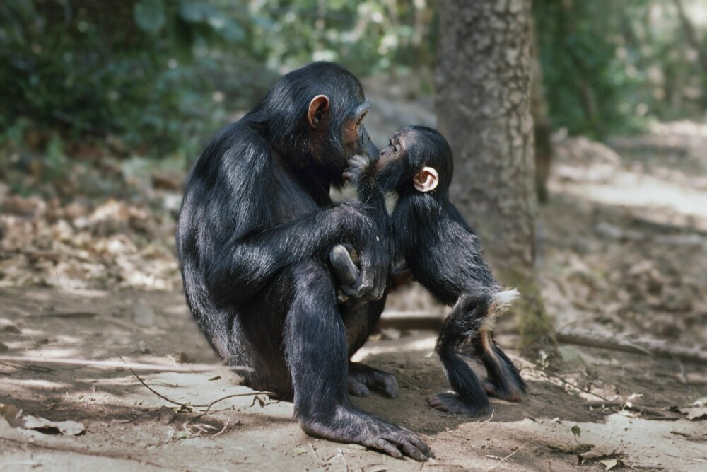 <b>LEGENDEN:</b> Tarzan hadde sin Cheeta, nordmenn fikk sin Julius i Dyreparken i Kristiansand, sjimpansene fikk sin Jane Goodall. Dr. Goodall (t.h.) dro ut i jungelen i Afrika på 1960-tallet for å lære om våre nærmeste slektninger i dyreverdenen. Hennes studier overveldet verden, og fotografen ble en legende innenfor naturfotografi, takket være bilder som dette: «Flame and Fax in Gombe» (over).