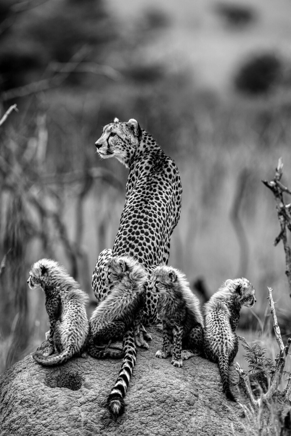 <b>MOR VET BEST:</b> Det går fort for geparder, også når det går nedover. Fotografen og filmskaperen Beverly Joubert har fulgt gepard-moren Immani og hennes fire barn i nasjonalparken Masai Mara i Kenya, der de lever i et spesielt beskyttet område som er leid av masai-stammen.
