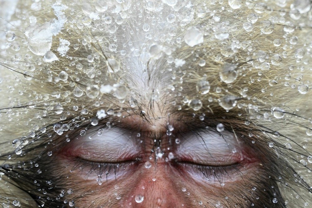 <b>VINTERVANT:</b> Japanske makakeaper har for lengst skjønt det nordmenn på hyttetur har oppdaget de senere årene: gleden ved å sitte nedsenket i varme bad, ute, mens nysnøen legger seg i håret. I Joshinetsu Kogen nasjonalpark har makakeapene søkt til parkens varme kilder, der de hopper uti for å holde varmen, være sosiale og slappe av. Mange sovner av ren nytelse.