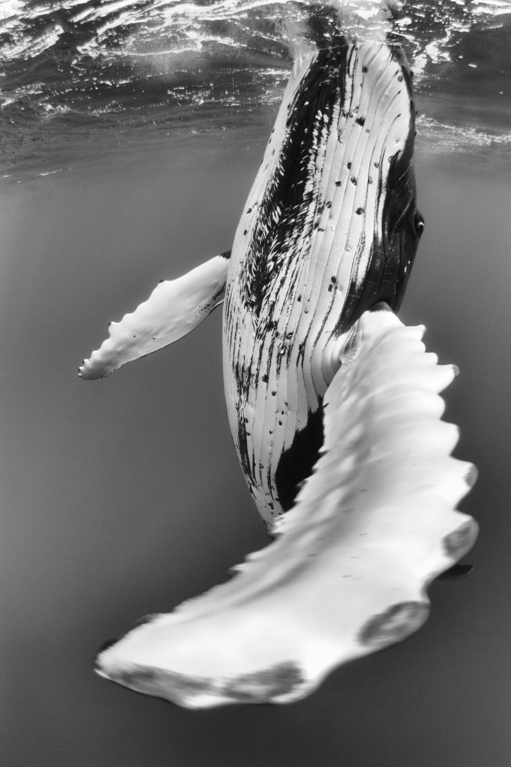 <b>VANN-VITTIG:</b> En knølhval blir normalt 14-15 meter lang og veier 25-30 tonn, synger vakkert og er lumsk leken. Nettopp det fikk dykkerfotografen Tony Wu oppleve med en knølhval i piruett på vei ned i dypet.