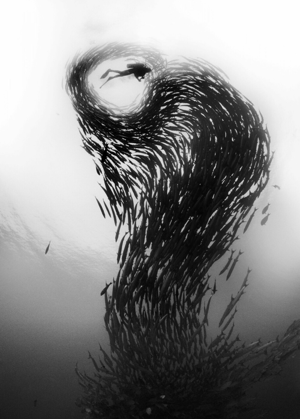 <b>I RETT ØYEBLIKK:</b> Stimen av barracuda-fisk med knivskarpe tenner skaper kunst i havet utenfor dykkerparadiset Sipadan i Malaysia. Bildet National Geographic-fotografen David Doubilet fikk tatt er ett av de som fanger et øyeblikk som i neste sekund er over og aldri vil la seg gjenta.