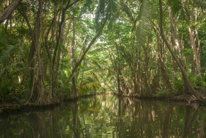 <b>JUNGEL:</b> En tur på Indian River på Dominica er som en reise til jungelens indre. 