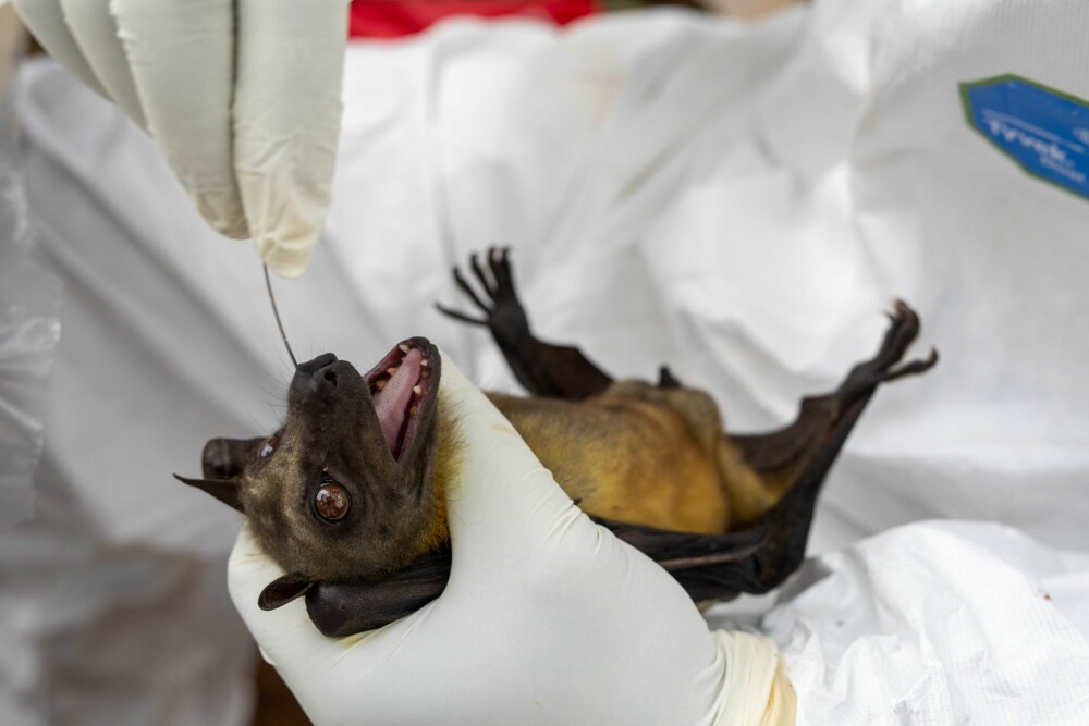 <b>HURTIGTEST:</b> Flaggermus testes for virus i blod, avføring, pels og slim, før de slippes løs igjen. Prøvene avslører virus som står klare til å hoppe over på mennesker.