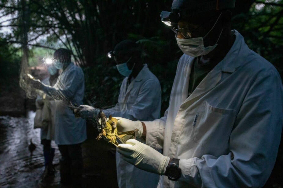 <b>NETT I NATTEN:</b> De fire forskerne er ute i jungelen syd i Kamerun hver måned for å sanke nye prøver fra flaggermus. Målet er å identifisere virus som kan hoppe over på mennesker og utløse en ny pandemi.