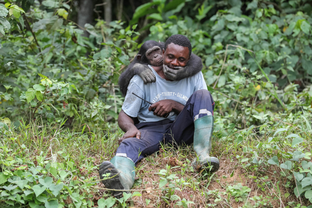 <b>BARE FOR DE INNVIDDE:</b> Turister og andre nysgjerrige må se på fra avstand, bare nasjonalparkvokterne får ha direktekontakt med de foreldreløse sjimpansene. Årsak: Fare for at virus apene har med fra jungelen også kan skape trøbbel for deres nære slektninger mennesket.