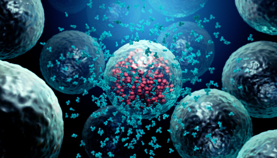 KROPPENS FOTSOLDATER: Et illustrasjonsbilde viser hvordan T-celler ødelegger en celle infisert av virus.