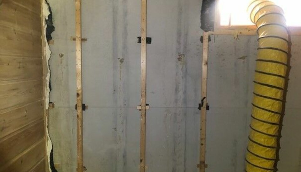 SKJULT MUGGSOPP: Muggsopp bak panelet i kjellerstuen, som har oppstått på grunn av dårlig isolasjon, høy temperatur og fuktig luft