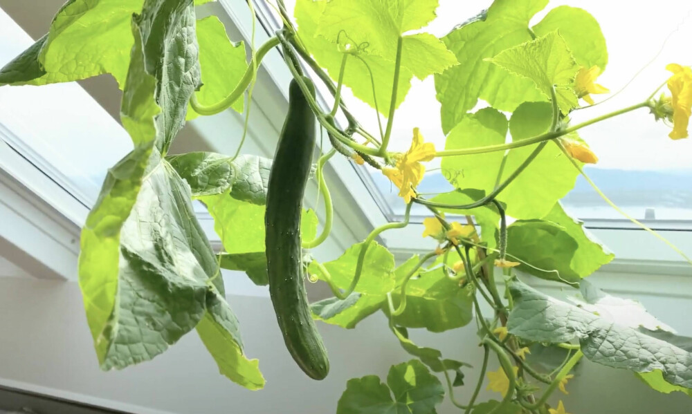<b>A-gurk with av view!</b> Agurkplanten stortrives i tak-vinduet, men husk å lufte når det blir veldig varmt, og skjerm gjerne på de varmeste dagene.