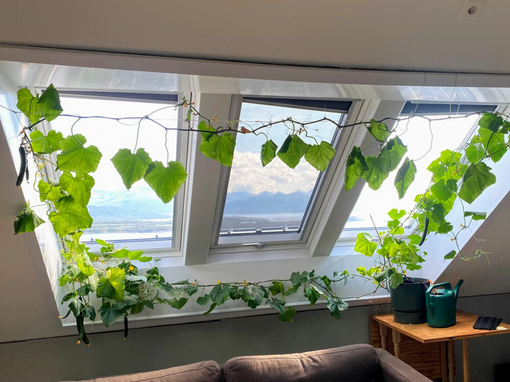 Ved hjelp av hyssing som er bundet opp i takvinduets ramme, klatrer agurkplanten rundt og rammer inn takvinduet.