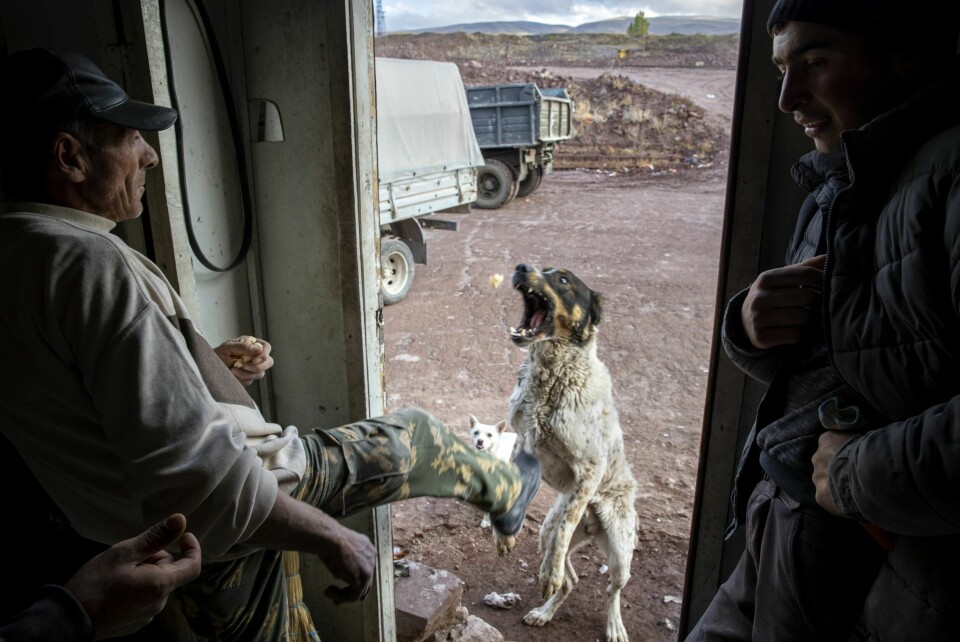 DUELL: Tre hunder lusker rundt arbeidernes varmebu. De lever ikke et lett liv. Noen av mennene både klapper dem og gir dem mat. Andre kan gi dem et spark.