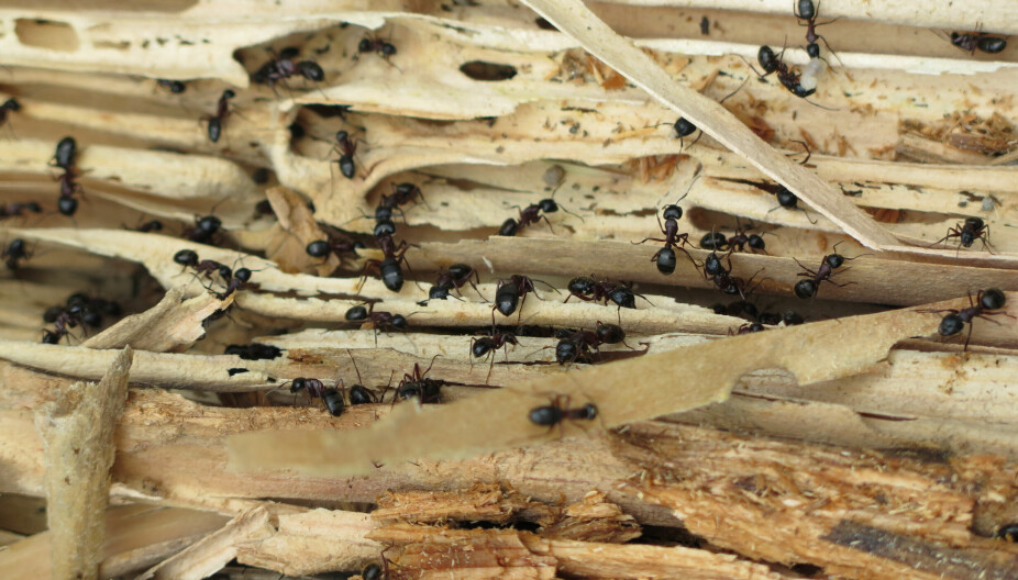 UBUDEN GJEST: Hvis du har fått stokkmaur i hus eller hytte, må du ta grep. Hyttelivs ekspert forklarer hvordan du finner maurene, og hva du kan gjøre. FOTO: Mycoteam