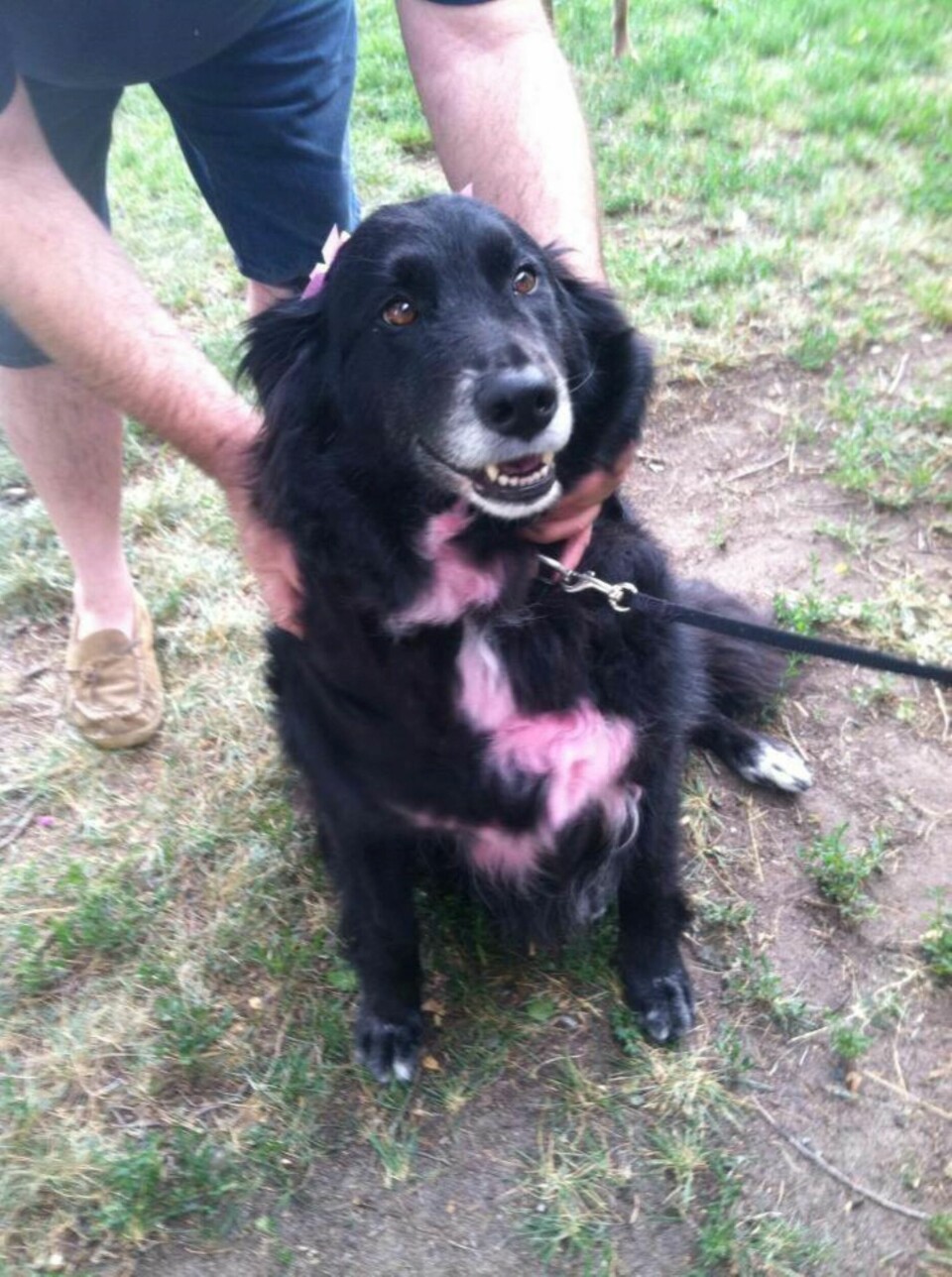 SLO ALARM: April Millsaps hund Penny, sto urolig ved Aprils side og påkalte hjelp fra forbipasserende. Slik sørget hunden for rask igangsetting av jakten på Aprils drapsmann.